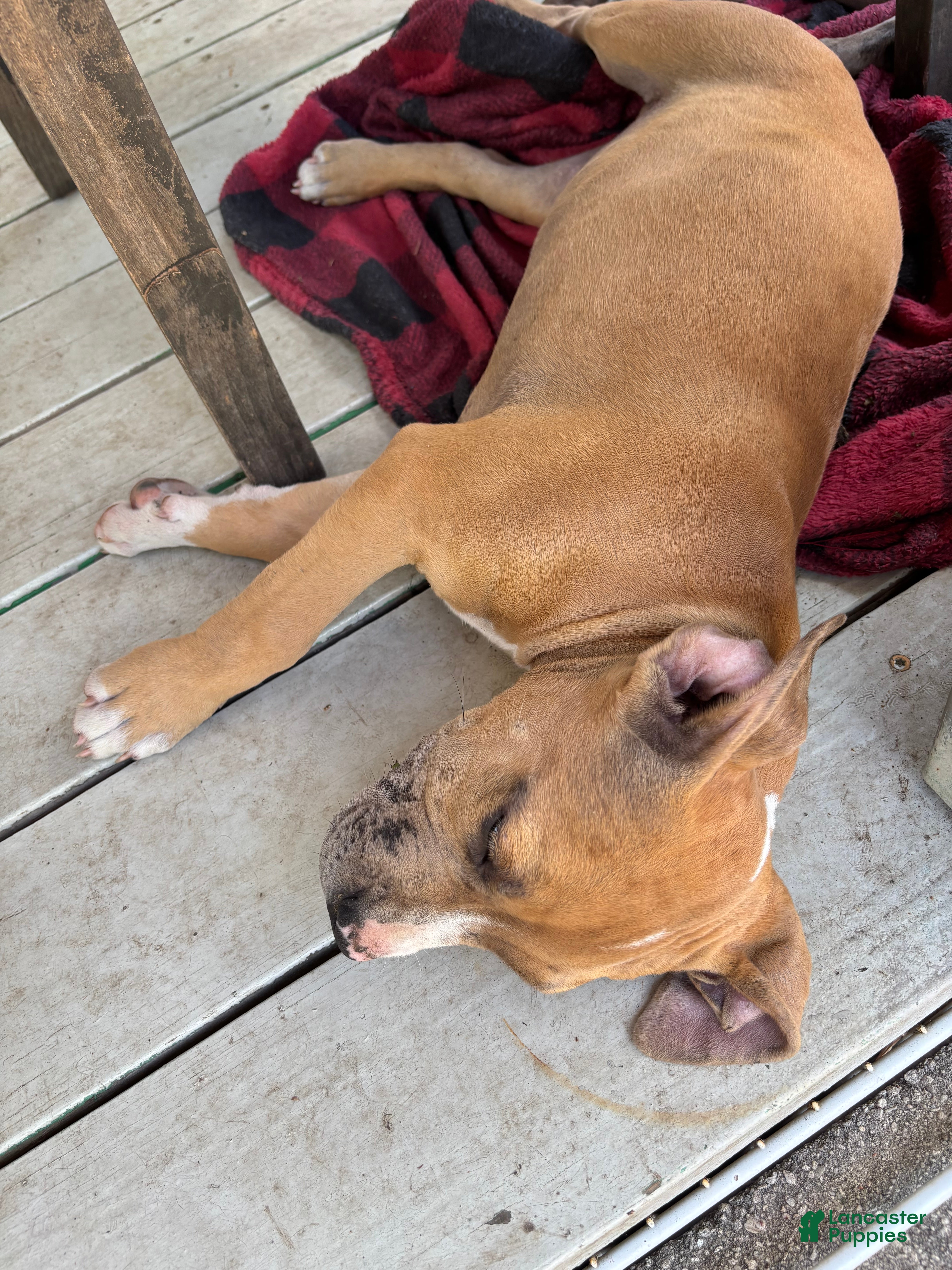 American Bully dogs American Bully Puppy 3 - Ad 26