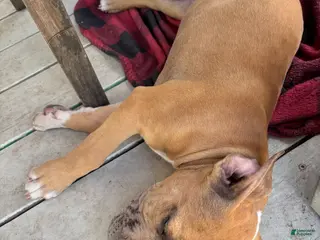 American Bully dogs American Bully Puppy 3 - Ad 26