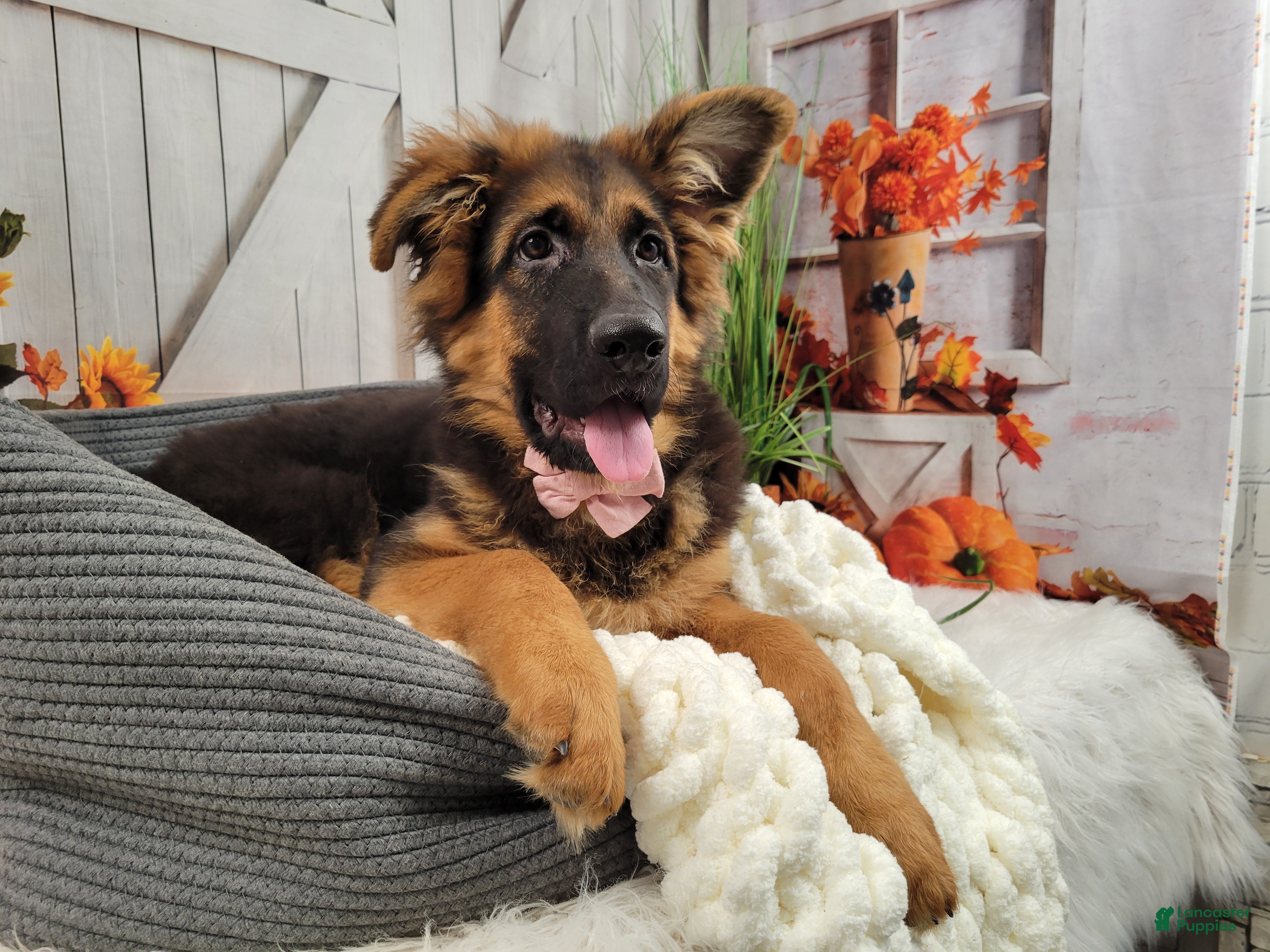 German Shepherd dogs Vanda Vom Yoderheim - Ad 19