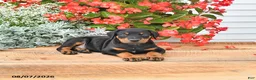 Doberman Pinscher dogs for sale: Benji - Ad 5