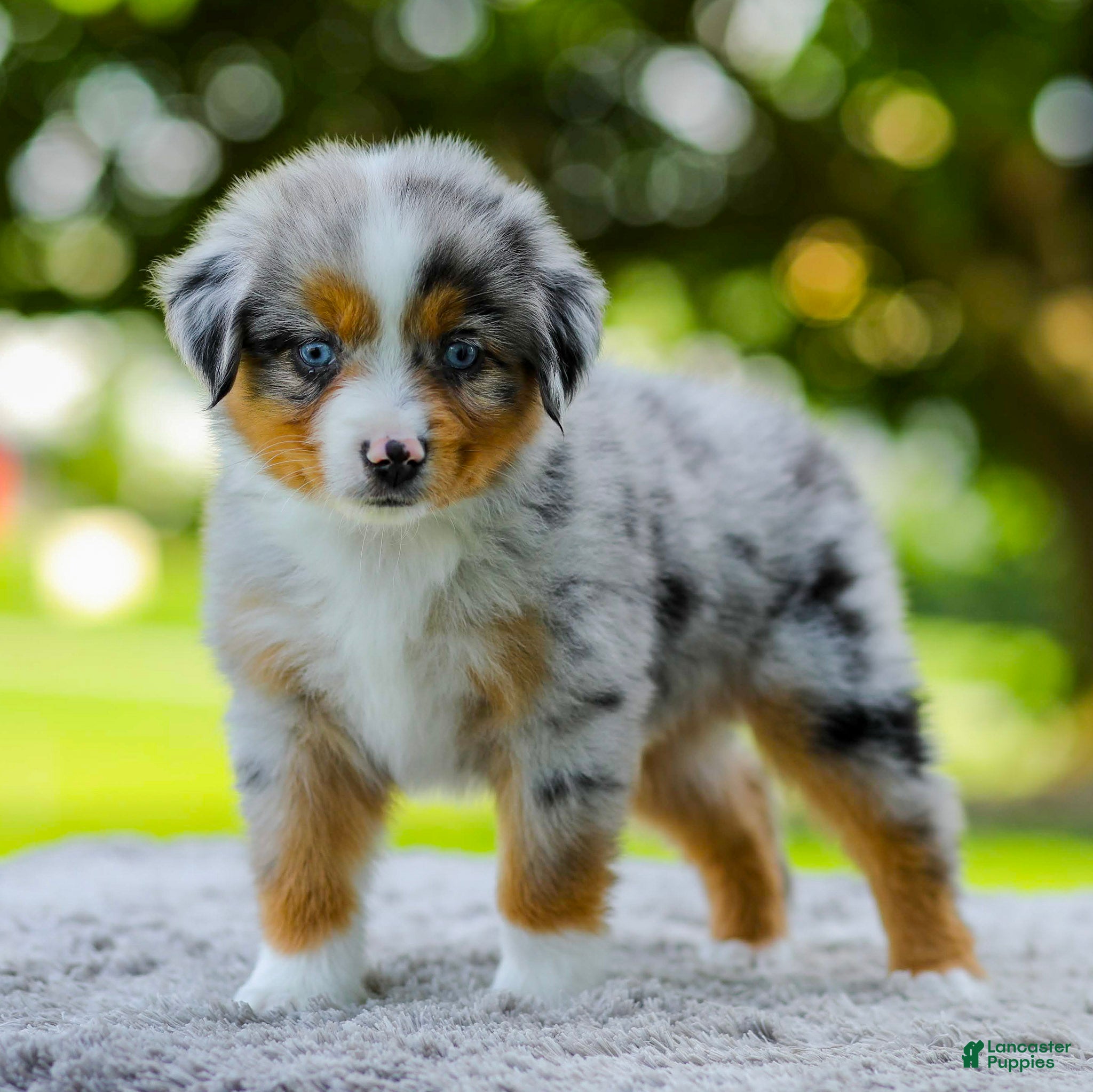 Miniature Australian Shepherd dogs Lynn - Ad 1