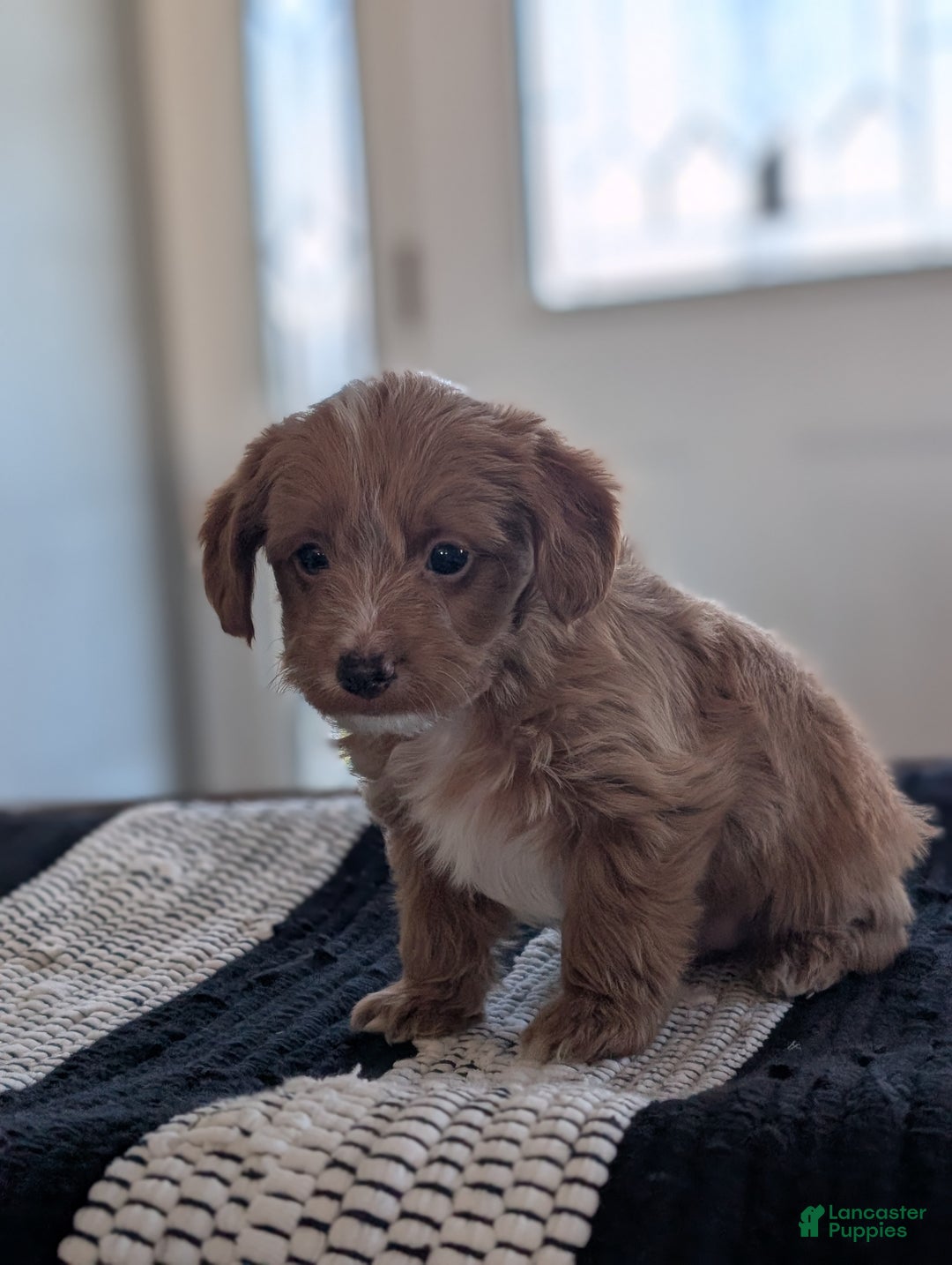 Yorkiepoo dogs for sale: Sparky - Ad 2