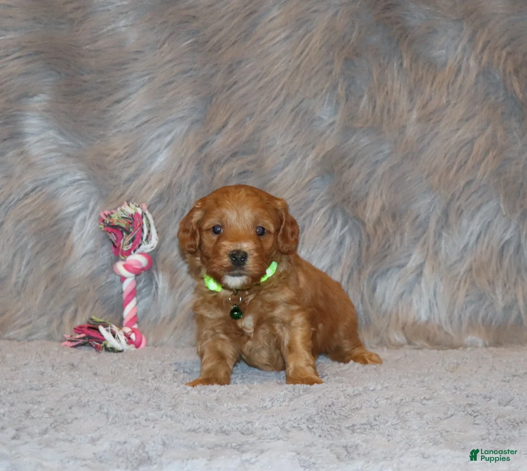 Mini Goldendoodle dogs for sale: Whiskers 🌷 Genetic Clear Parents - Ad 11