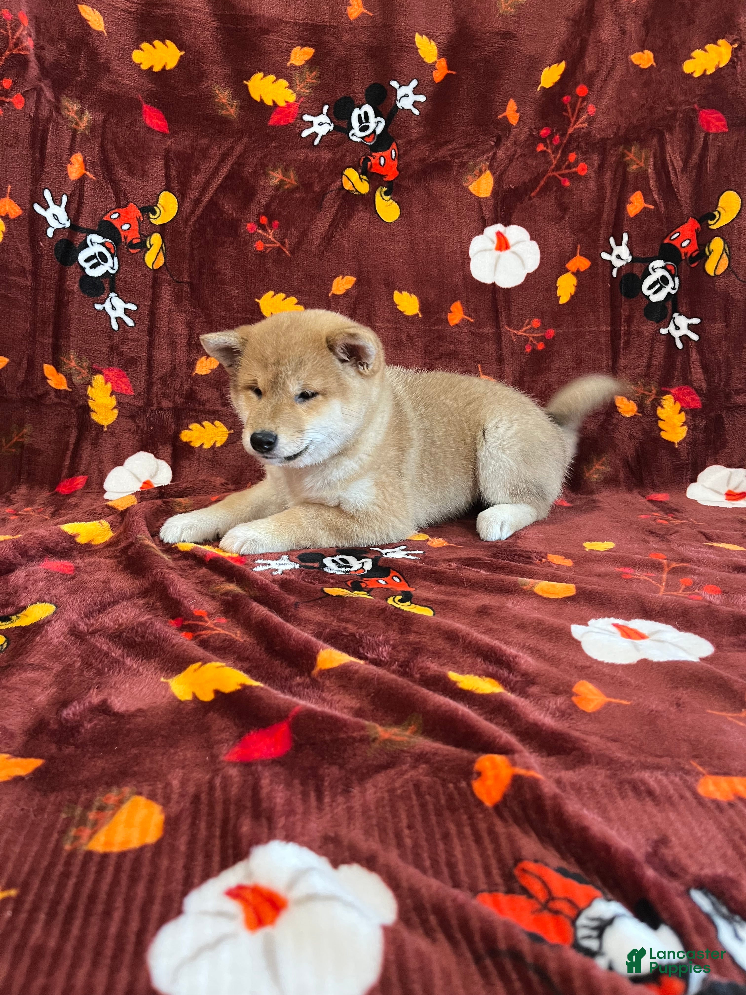 Shiba Inu dogs Shiba Inu Puppy 2 - Ad 27