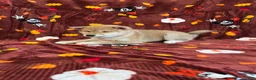 Shiba Inu dogs for sale: Shiba Inu Puppy 2 - Ad 1
