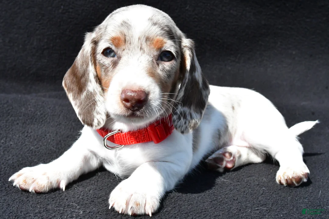 Miniature Dachshund dogs for sale: Dante - Ad 1