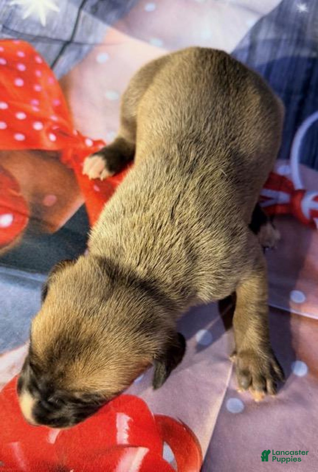 Great Dane dogs for sale: Valerie - Dark Fawn - Ad 1