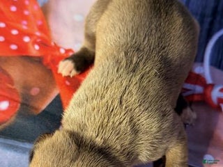 Great Dane dogs Valerie - Dark Fawn - Ad 18