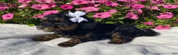 Mini Bernedoodle dogs for sale: Raven - Ad 3