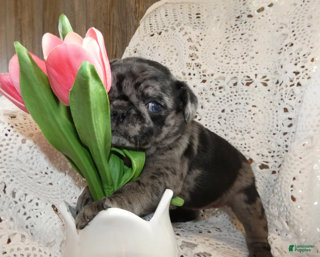 Pug dogs for sale: Pug 5 - Ad 2