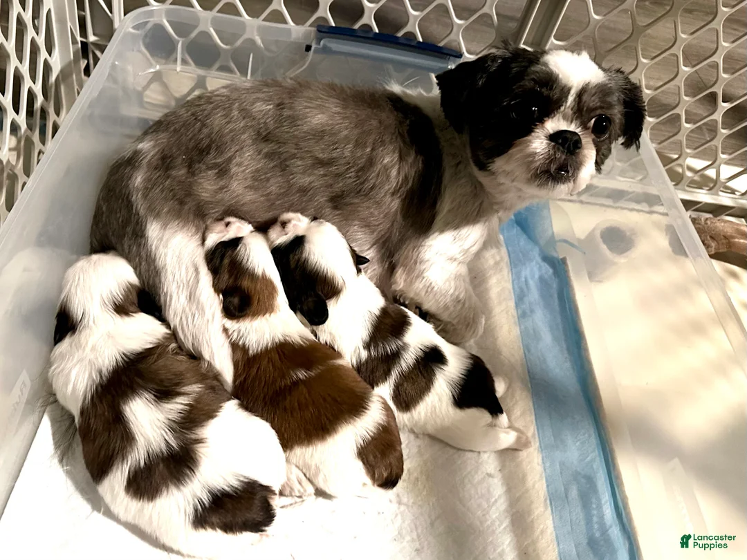 Shih Tzu dogs for sale: Shih Tzu Puppy 2 - Ad 6