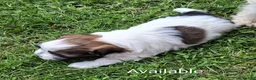 Havanese dogs for sale: Havanese 1 - Ad 3