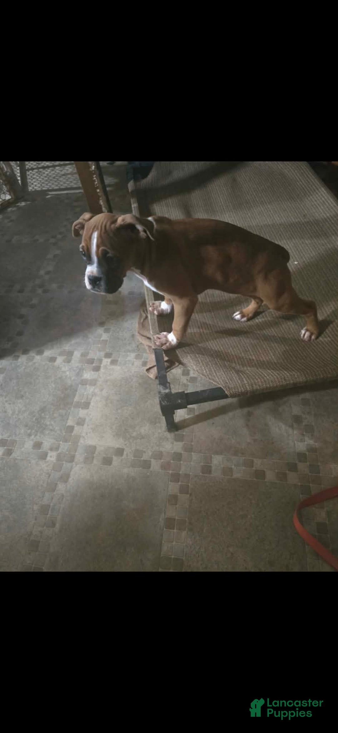 Boxer dogs for sale: Tae - Ad 5