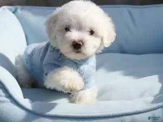 Maltipoo dogs WOODY - Ad 6