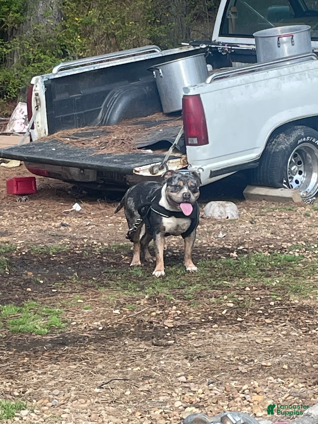 American Bully dogs for sale: American Bully Puppy 1 - Ad 1