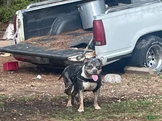 American Bully dogs American Bully Puppy 1 - Ad 10