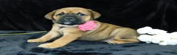 Mixed Breed dogs for sale: Bella - Ad 6