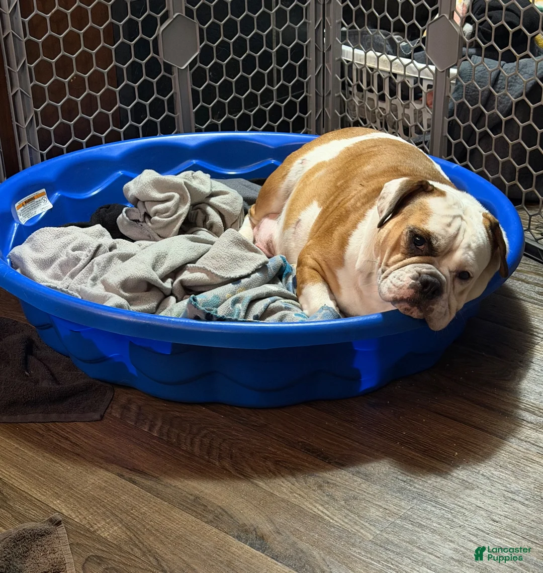 English Bulldog dogs for sale: Blue fawn female  - Ad 4