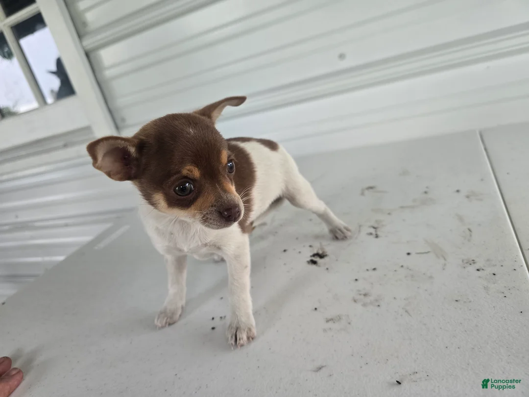 Chihuahua dogs for sale: Kendra - Ad 7