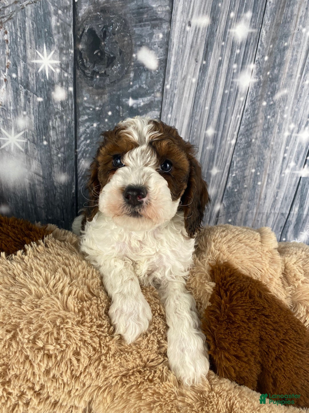 Cavapoo dogs for sale: Otto - Ad 8