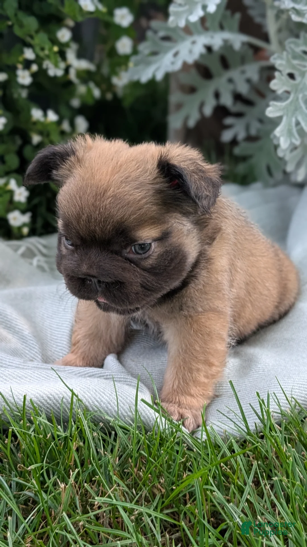 French Bulldog dogs for sale: Olive - Ad 2