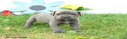 Cane Corso dogs for sale: Rosie - Ad 5