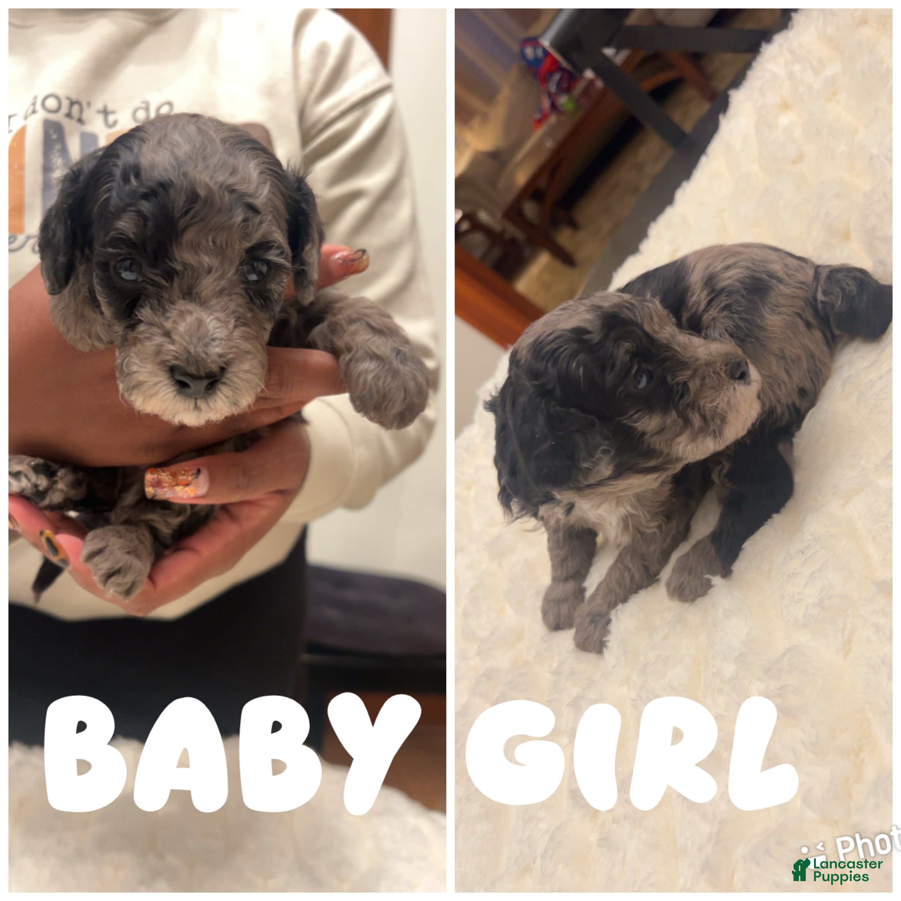 Mixed Breed dogs Princess - Ad 10