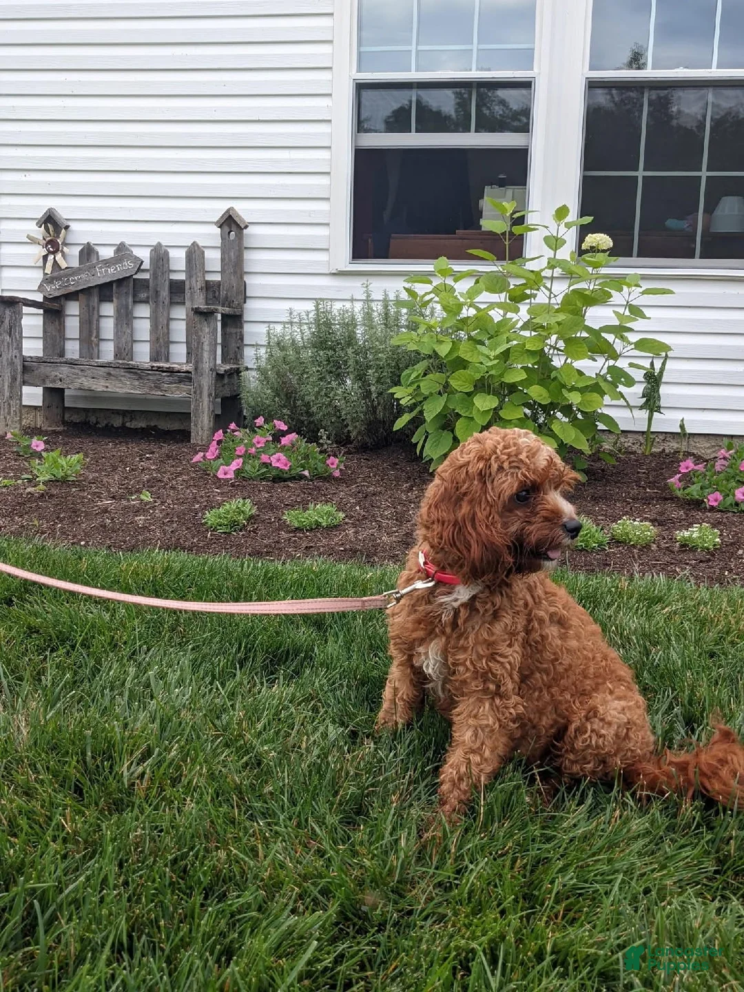 Cavapoo dogs for sale: Joy - Ad 7