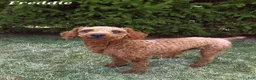 Cavapoo dogs for sale: Arlo - Ad 8