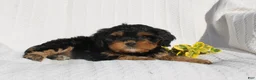 Cavapoo dogs for sale: Lexi - Ad 3