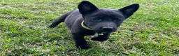 Mixed Breed dogs for sale: Mixed Breed 5 - Ad 3