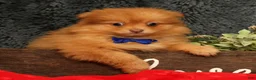 Pomeranian dogs for sale: Cosmo - Ad 9