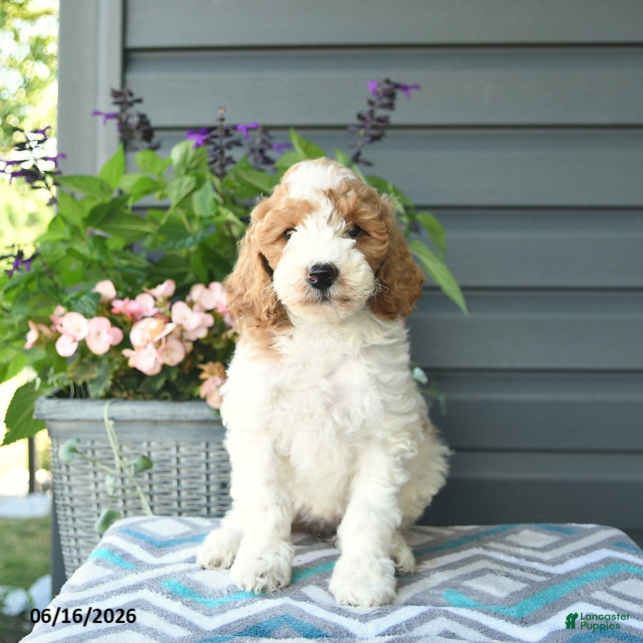 Mini Goldendoodle dogs Alyssa  - Ad 2