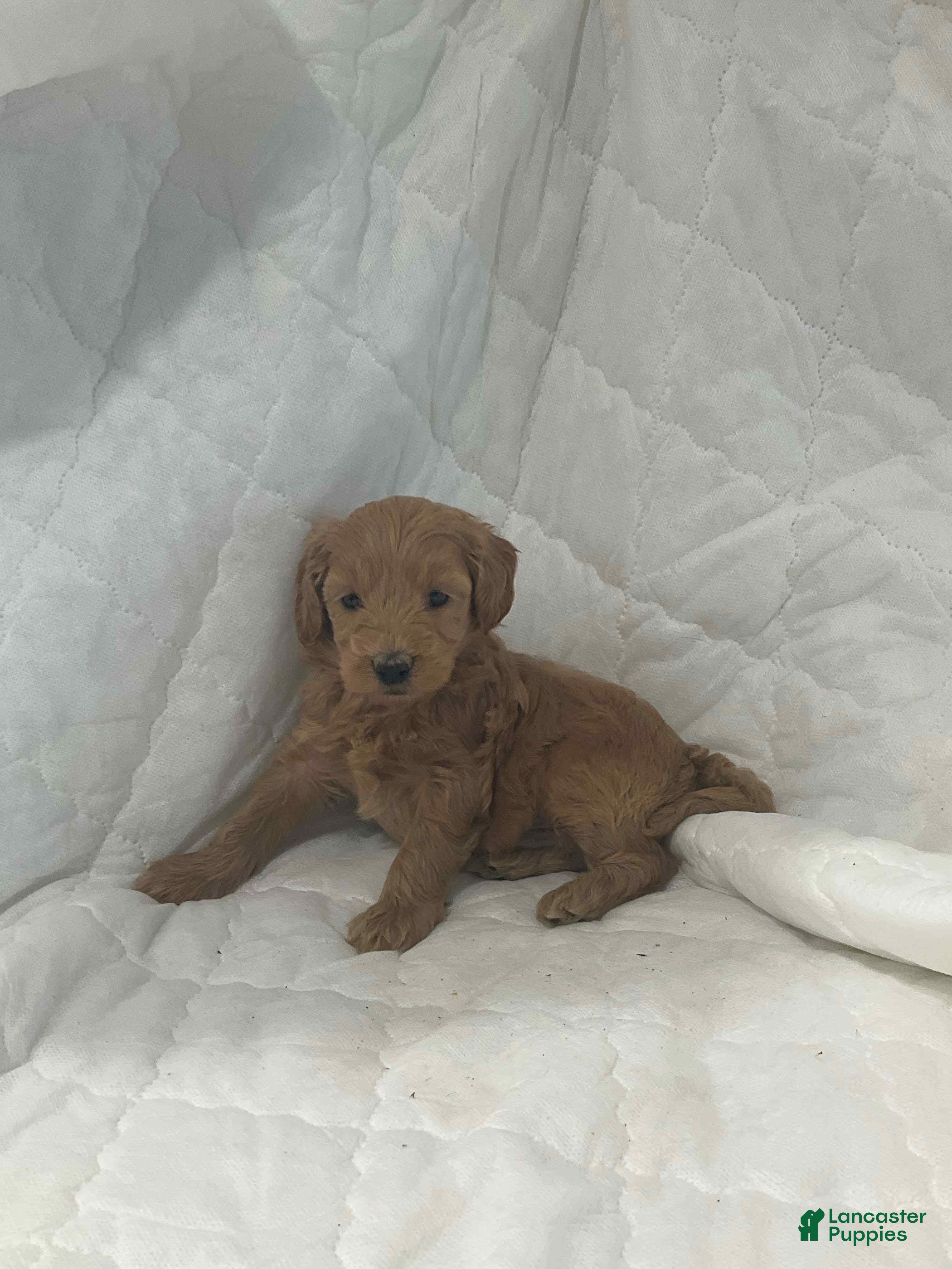 Mini Goldendoodle dogs Blazer - Ad 8