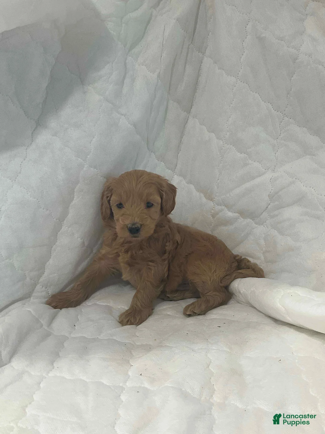 Mini Goldendoodle dogs for sale: Blazer - Ad 1