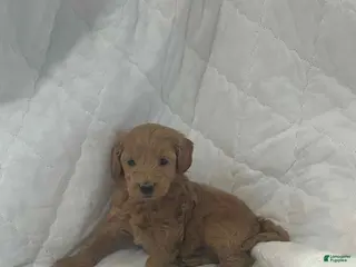 Mini Goldendoodle dogs Blazer - Ad 8