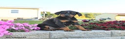Doberman Pinscher dogs for sale: Flora   - Ad 16