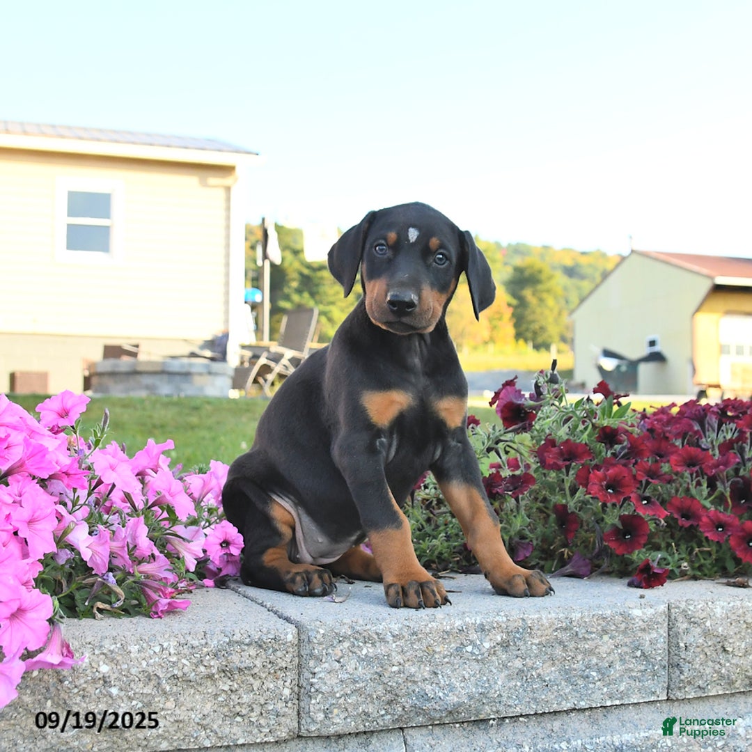 Doberman Pinscher dogs for sale: Flora   - Ad 16