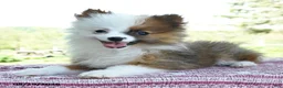 Pomeranian dogs for sale: Patrick - Ad 2