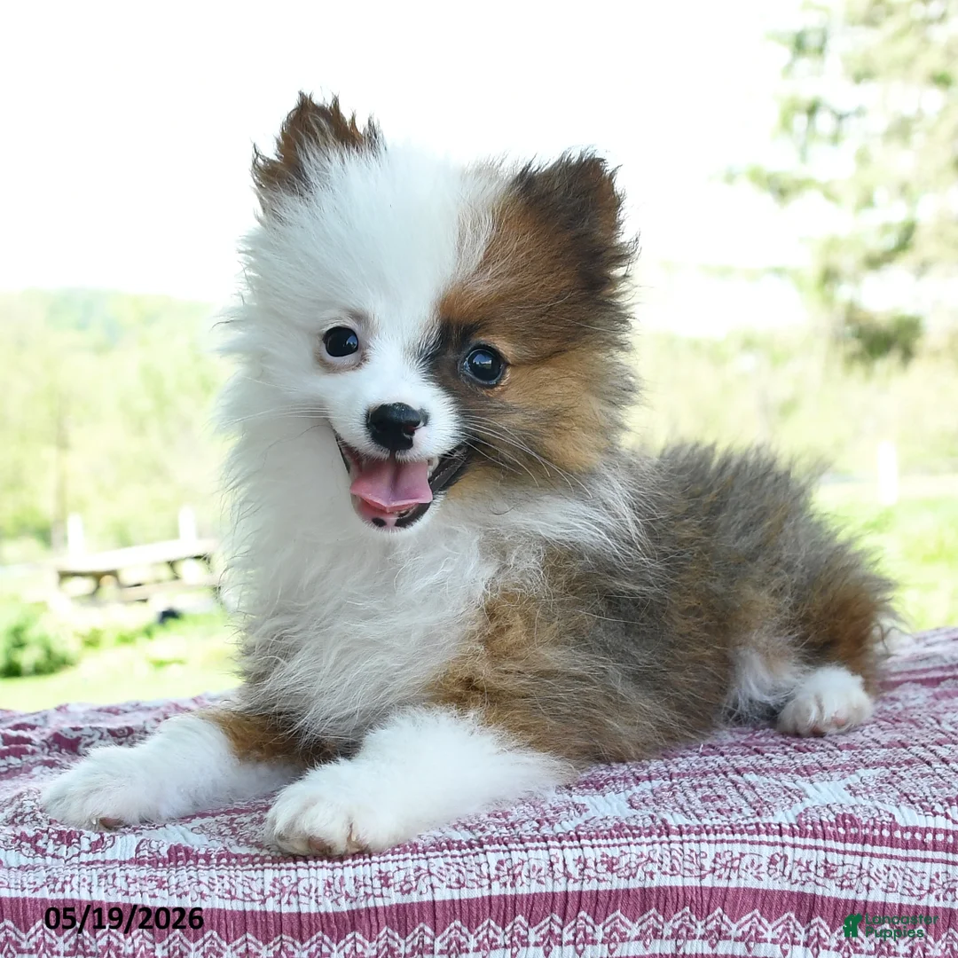Pomeranian dogs for sale: Patrick - Ad 2