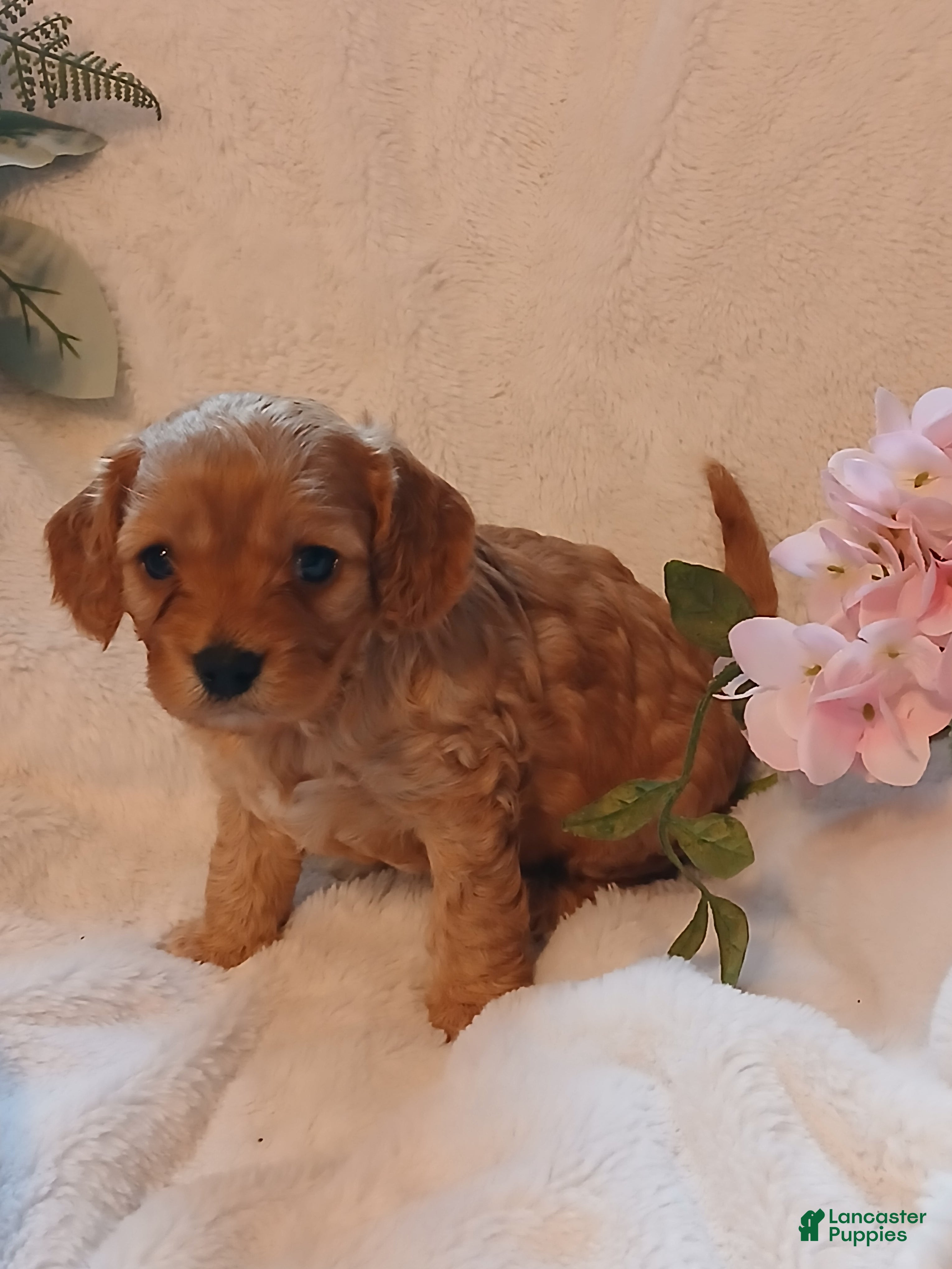 Cavapoo dogs Rosie - Ad 36