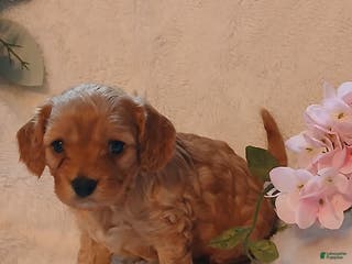 Cavapoo dogs Rosie - Ad 33