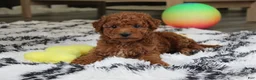 Bichpoo dogs for sale: Jonny - Ad 7