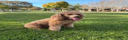 Miniature Poodle dogs for sale: Riley - Ad 6