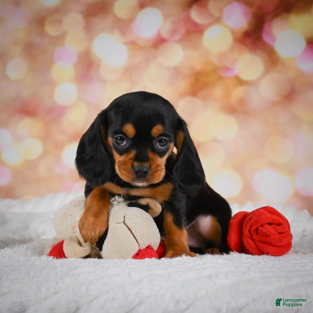 Beaglier dogs Bess - Ad 1