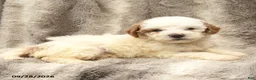 Miniature Poodle dogs for sale: Melanie - Ad 5