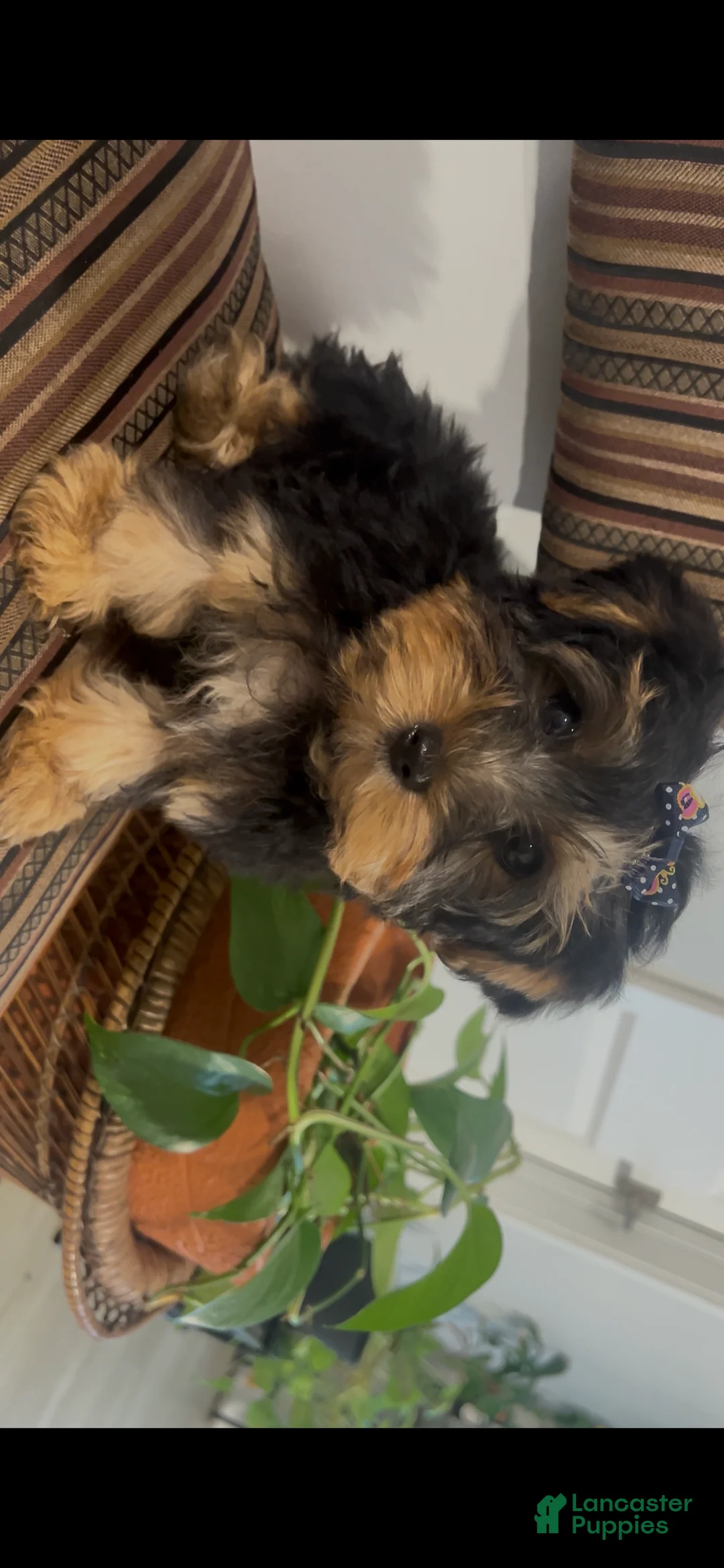 Yorkshire Terrier dogs for sale: Yorkshire Terrier Puppy 1 - Ad 2