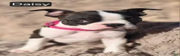 Boston Terrier dogs for sale: Daisy - Ad 6