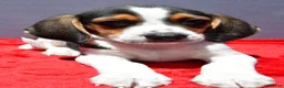 Beagle dogs for sale: Roy - Ad 4