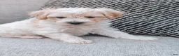 Havanese dogs for sale: Timmy - Ad 5